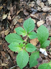 Lycianthes ciliolata