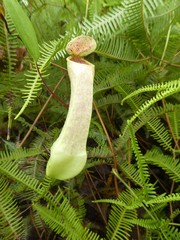 Nepenthes danseri