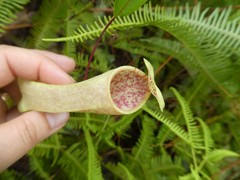 Nepenthes danseri