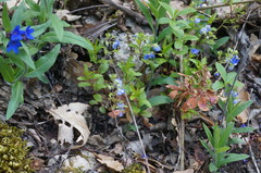 Veronica umbrosa