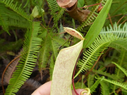 Nepenthes danseri