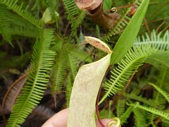 Nepenthes danseri