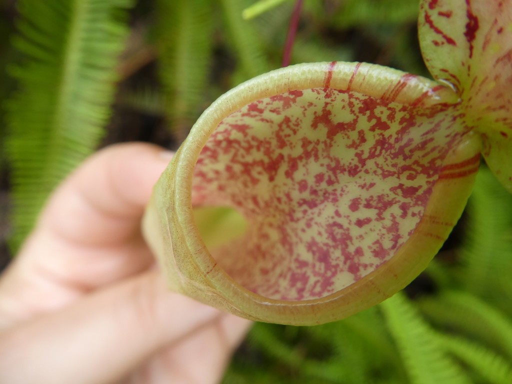 Nepenthes danseri Jebb & Cheek 2