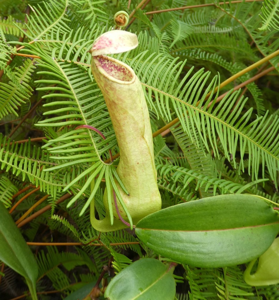 Nepenthes danseri Jebb & Cheek