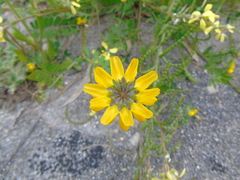 Securigera securidaca