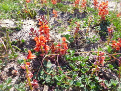 Indigofera procumbens