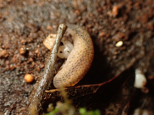 Rathouisia sinensis