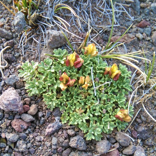 Azorella albovaginata