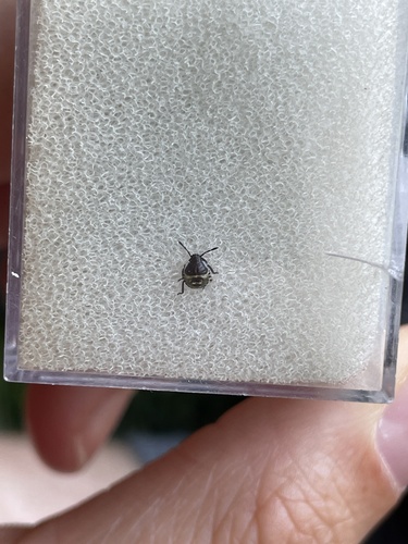 Green Shield Bug