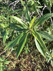 × chitalpa tashkentensis
