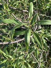 × chitalpa tashkentensis