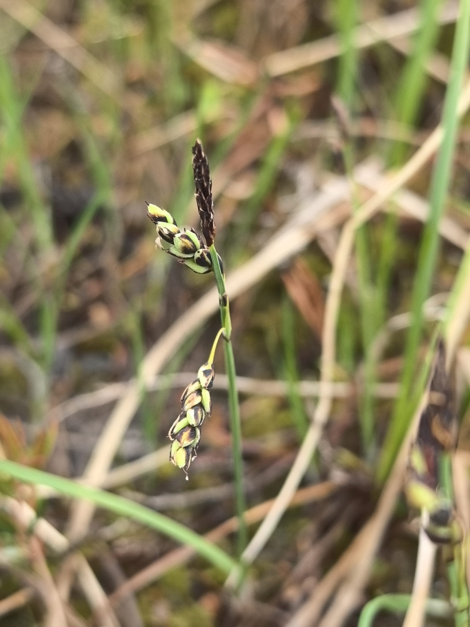Carex rariflora