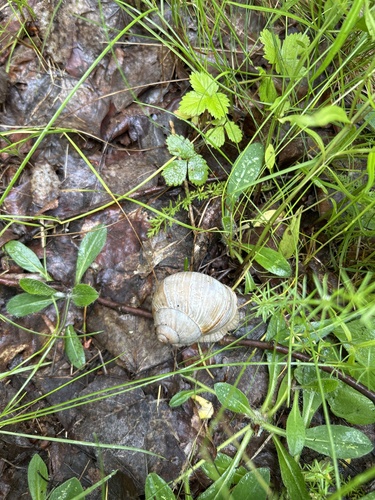 Roman Snail