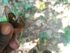 Acraea leucographa