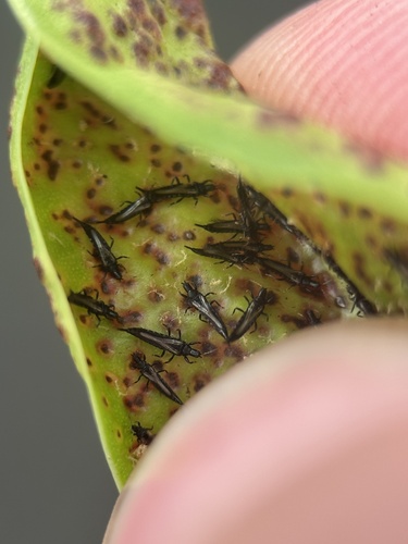 Gynaikothrips observed 2026-06-16
