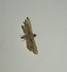 Sufetula