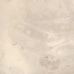 Pertusaria sinusmexicani