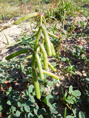 Indigofera procumbens
