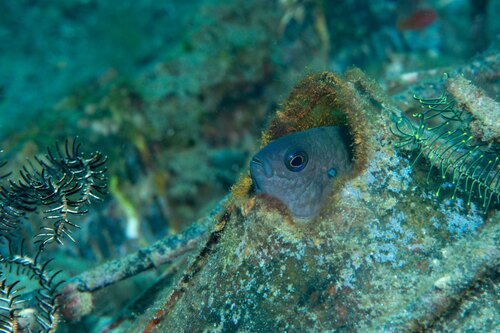 Dusky damsel-fish (Pomacentrus littoralis) — Pomacentridae — 3