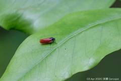 Eoscarta karschi