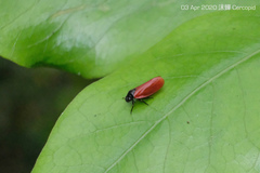 Eoscarta karschi