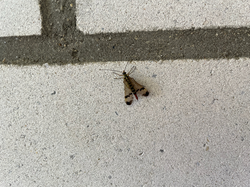 Common European Scorpionfly