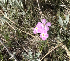 Phlox longifolia
