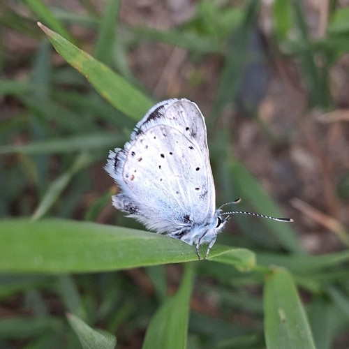 Greenish Blue