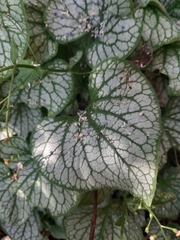 Brunnera macrophylla