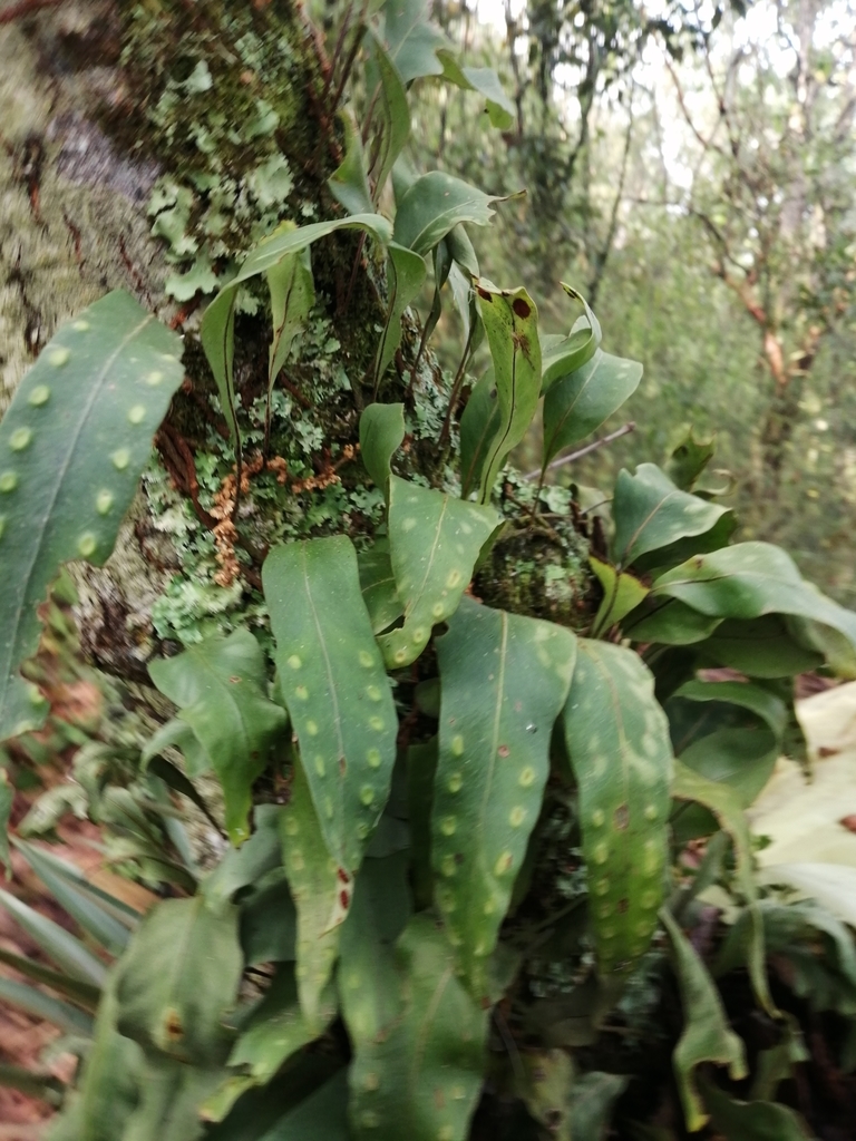 Bigfruit Scaly Polypody