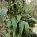 Bigfruit Scaly Polypody - Photo (c) Luz de los Milagros, some rights reserved (CC BY-NC)