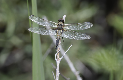 Four-spotted Skimmer