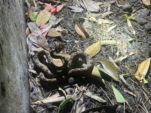 Brown spotted pitviper