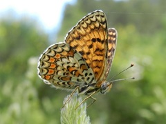 Melitaea ornata