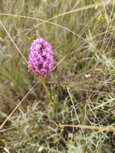 pyramidal orchid