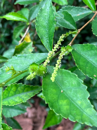 Acalypha siamensis