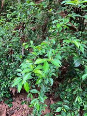 (c) Cara-Lisa Schloots, some rights reserved (CC BY) Acalypha siamensis, photograph (c) Cara-Lisa Schloots, some rights reserved (CC BY)