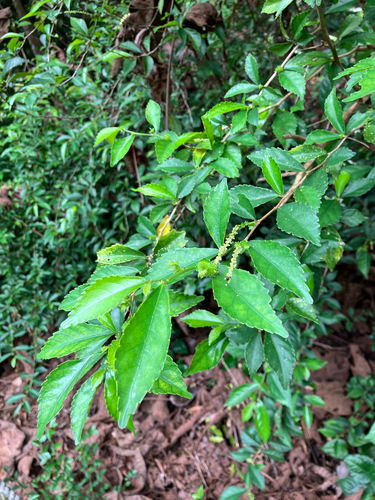 Acalypha siamensis, photograph 2