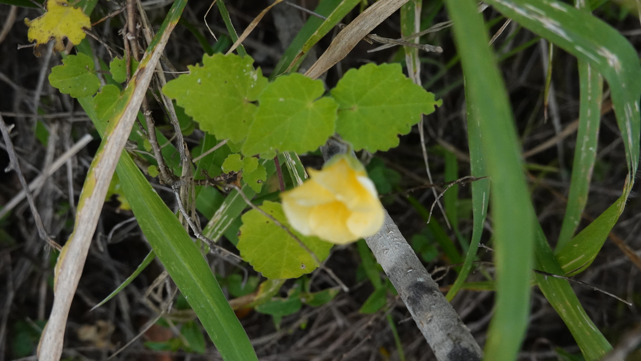 Abutilon sonneratianum (Cav.) Sweet 4