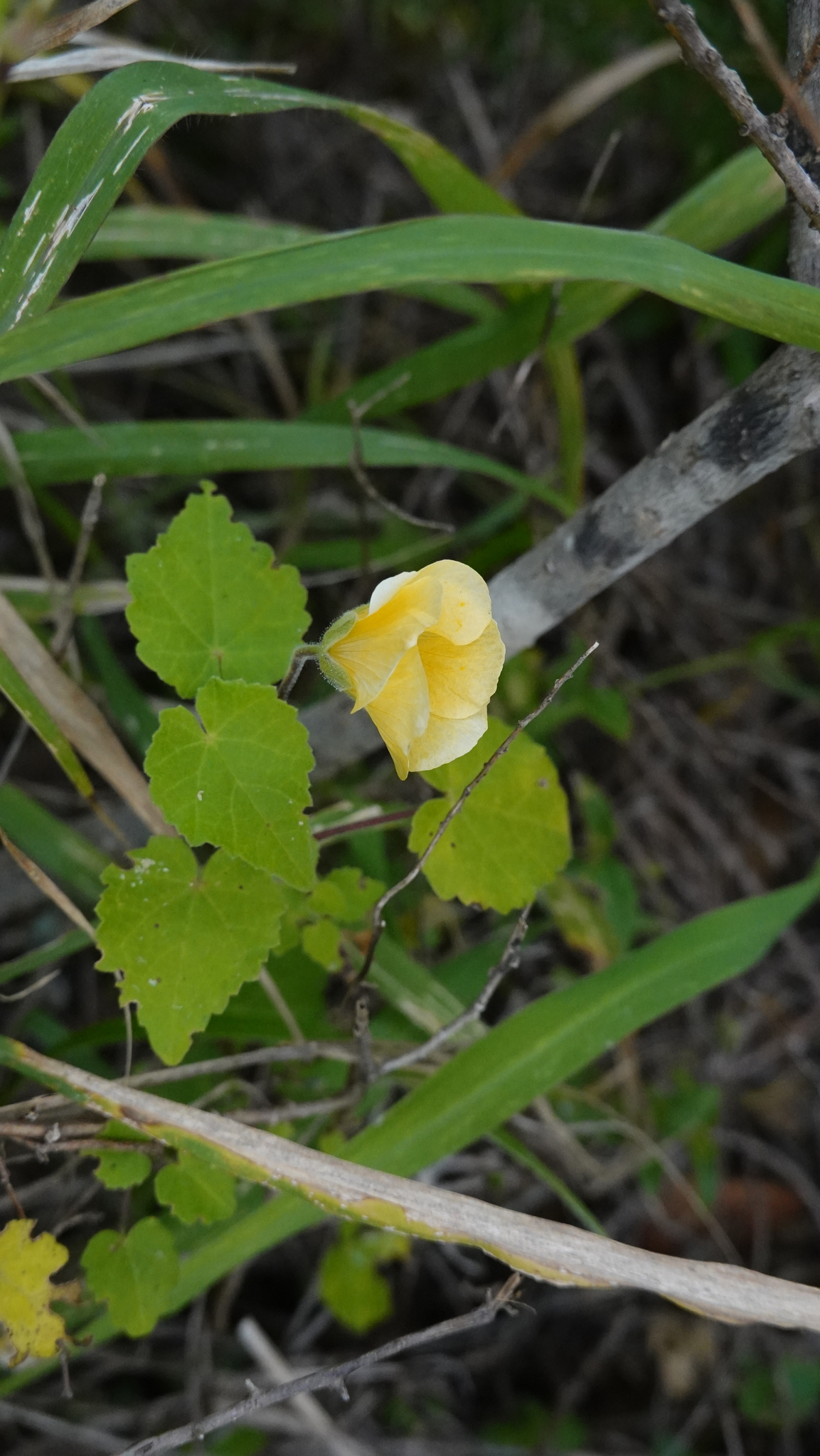 Abutilon sonneratianum (Cav.) Sweet 3