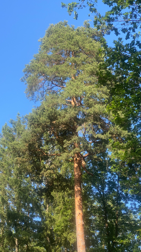 Scots pine