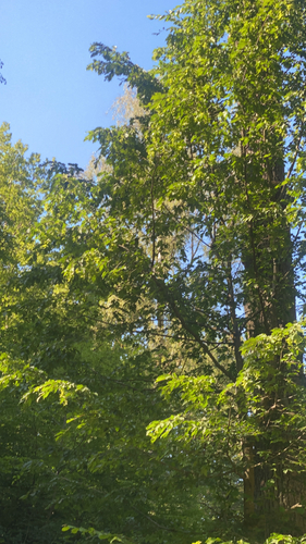 European beech