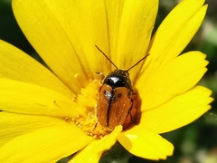 Cryptocephalus rugicollis