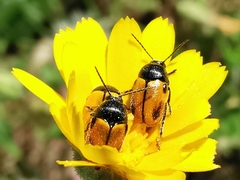 Cryptocephalus rugicollis