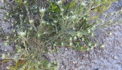 Amphithalea tomentosa