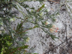 Amphithalea tomentosa