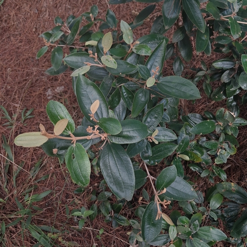 Miconia albicans