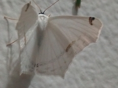 Sericoptera