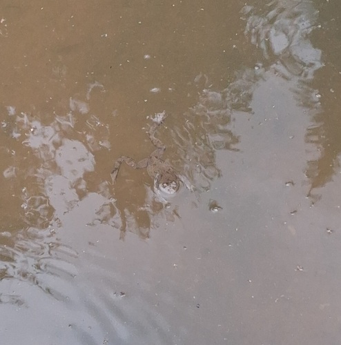 Yellow-bellied Toad