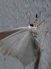 Sericoptera
